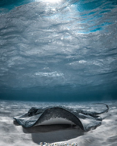 'Light Ray' - A southern stingray of Grand Cayman by Tanya Houppermans 